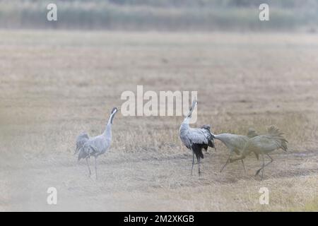 Grus Grus alimentation européenne commune par grue dans les rizières du sud de la France Banque D'Images