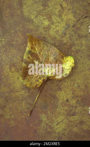 Feuille d'automne brune et jaune unique d'hélice Ivy ou Hedera reposant sur du laiton terni Banque D'Images