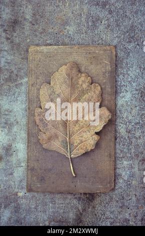 Feuille brune unique de l'arbre Intermedia suédois à faisceaux blancs ou Sorbus, qui se trouve sur l'ancien livre Banque D'Images