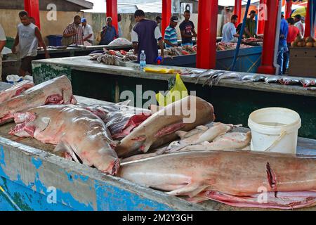 Requins fraîchement pêchés à la vente, le marché aux poissons à Sir Selwyn Selwyn-Clarke Market, Victoria, Mahe, Seychelles Banque D'Images