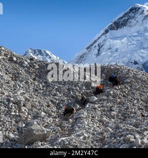 Groupe de yaks népalais noirs portant leur lourde charge avec le sommet de l'Everest en arrière-plan. Banque D'Images