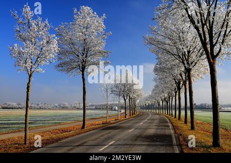 Avenue avec érables, hiver, à l'ouest d'Augsbourg, Swabia, Bavière, Allemagne Banque D'Images