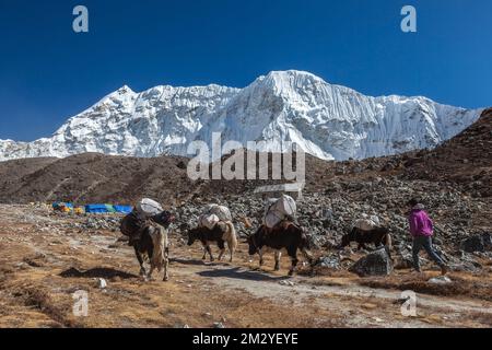 EVEREST CAMP DE BASE TREK/NÉPAL - 25 OCTOBRE 2015 : groupe de yaks népalais noirs transportant leur lourde charge au camp de base. Banque D'Images