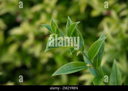 Feuillage de la boîte sucrée Sarcococca confusa dans le jardin du Royaume-Uni novembre Banque D'Images