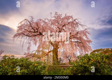 Parc Maruyama à Kyoto, au Japon, au cours du printemps cherry blossom festival. Banque D'Images