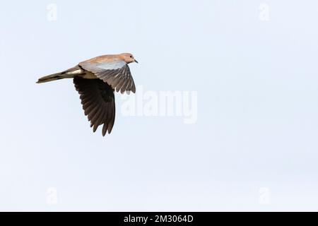 Laughing Dove (Streptopelia senegalensis) en Israël. Banque D'Images