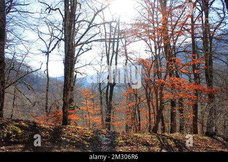 Arbres avec feuilles rouges dans la forêt d'automne. Région de Masalli. Azerbaïdjan. Banque D'Images