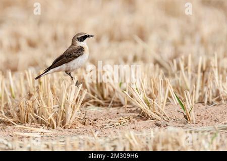 L'Est de Traquet Oreillard (Oenanthe melanoleuca) pendant la migration printanière à Eilat, Israël. Banque D'Images