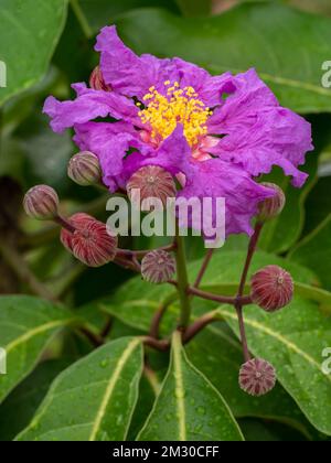 Vue rapprochée de la lagerstroemia speciosa aka crepe myrte ou fierté de l'inde fleur et bourgeons isolés sur fond naturel Banque D'Images