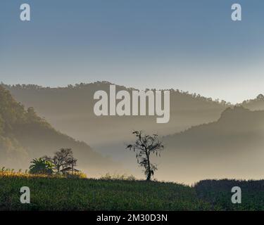Magnifique automne tôt le matin lumière sur le terrain, cabane et arbre solitaire dans la belle vallée rurale de montagne, Chiang Dao, Chiang Mai, Thaïlande Banque D'Images