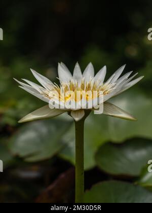 Vue rapprochée de fleurs de nénuphar d'eau tropicale blanc vif avec des étamines jaunes dorées qui fleurissent à l'extérieur dans la lumière du soleil isolée sur fond naturel sombre Banque D'Images