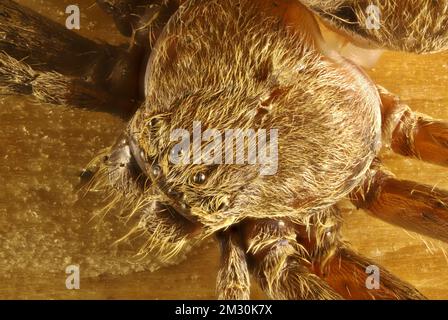 Vue dorsale rapprochée de l'araignée isolée Huntsman (Deleninae) céphalothorax Banque D'Images