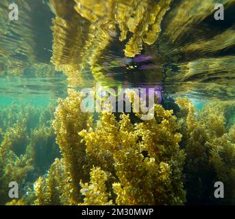 La femme snorkeler nage à travers des épaississants denses d'algues Brown Sargassum réfléchi à la surface de l'eau. Prise de vue sous l'eau Banque D'Images