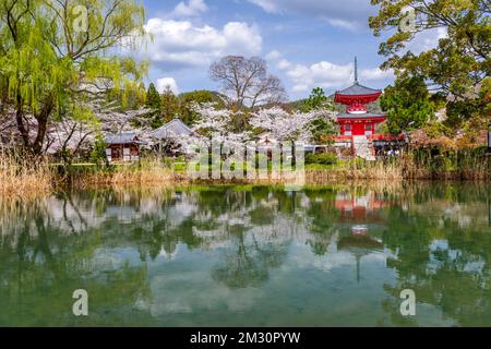 Kyoto, Japon au temple Daikaku-ji au printemps. Banque D'Images