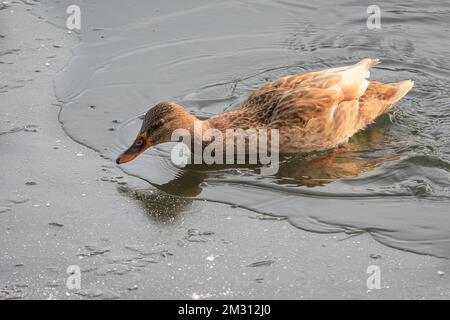 Londres, Royaume-Uni. 14th décembre 2022. Un canard a besoin de plusieurs tentatives pour se rendre à la glace sur certaines parties du lac. Les nageurs brave le temps froid mais ensoleillé pour la baignade en eau libre au lac de baignade de Beckenham place Park, un lac dans un cadre naturel au parc de Beckenham place dans le sud-est de Londres. Deux gardes de vie entièrement formés sont présents avec l'équipement de sauvetage pour les sessions de natation en eau libre réservées et tous les nageurs ont eu des sessions d'induction sur la natation en hiver et les mesures de sécurité. Credit: Imagetraceur/Alamy Live News Banque D'Images