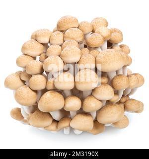 Groupe de champignons hon shimeji comestibles isolés sur fond blanc Banque D'Images