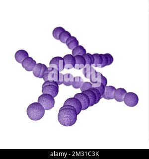 Bactéries streptococciques du groupe A. STREP A Streptococcus pyogenes est une espèce de bactéries aéroferantes Gram-positives du genre Streptococcus. Ces bactéries sont extracellulaires et sont constituées de cocci non-motiles et non-sporants qui ont tendance à se lier dans des chaînes. Cette illustration représente une image 3D, générée par ordinateur, d'un groupe de bactéries à Gram positif, Streptococcus pyogenes (Streptococcus du groupe A). La visualisation était basée sur des images microscopiques d'électrons (SEM) à balayage. Version optimisée d'une image produite par les Centers for Disease Control and Prevention des États-Unis / Credit CDC /J.Oosthuizen Banque D'Images