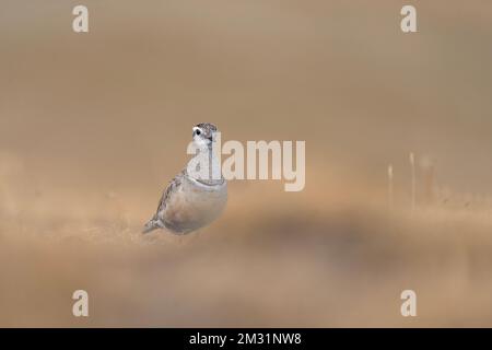 Le dotterel eurasien, portrait d'art des espèces migratrices (Charadrius morinellus) Banque D'Images