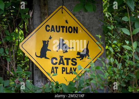 Attention, les chats en jeu, panneau sur une forêt, pendue sur un arbre pour avertir les conducteurs et les motards de faire attention aux chats Banque D'Images