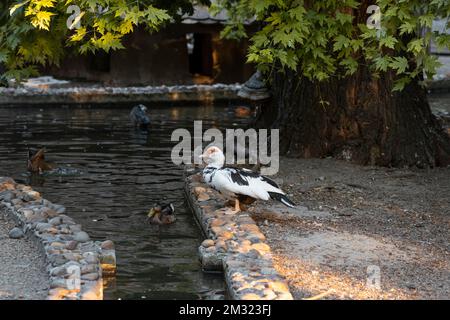 Étang avec canards avec un canard musqué noir et blanc au milieu, nageant et chassant en fin d'après-midi d'été Banque D'Images