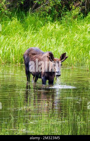 Jeune orignal taureau (Alces alces) se nourrissant de la végétation du lac Dease; le long de la route Stewart-Cassiar; Colombie-Britannique; Canada Banque D'Images