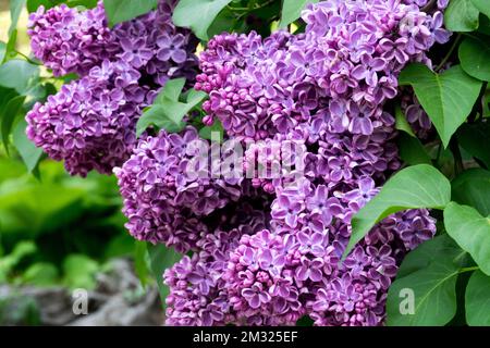 Violet, lilas commun, Syringa vulgaris, Blooms, jardin, Lilas, Syringa en fleurs Banque D'Images