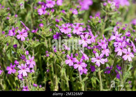 Fleurs, Erinus alpinus, Fairy Foxglove, Violet, Erinus, Floraison, Blooms Banque D'Images