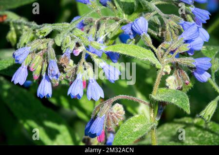 Comfrey russe, Symphytum x uplandicum, Fleur, Bloom Banque D'Images