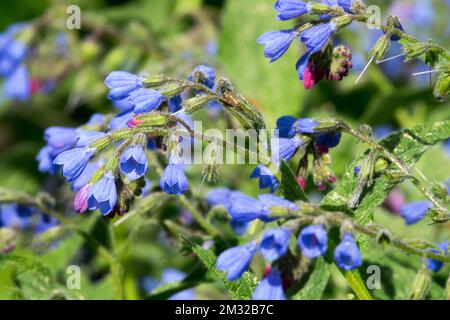 Comfrey russe, Symphytum x uplandicum, Fleur, Bloom Banque D'Images