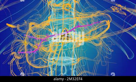 Anatomie du canal pancréatique pour l'illustration du concept médical 3D Banque D'Images