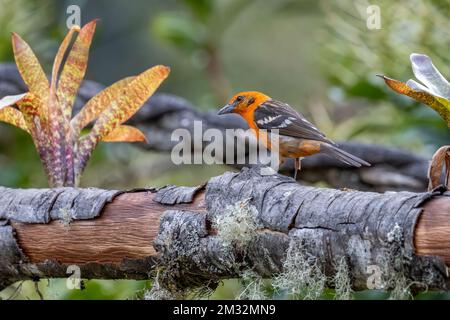 Un tanger orange brillant de couleur flamme perché sur une branche de la forêt tropicale du Costa Rica. Banque D'Images