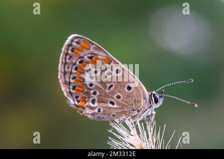 argus brun papillon Arisia agestis assis sur une fleur sauvage Banque D'Images