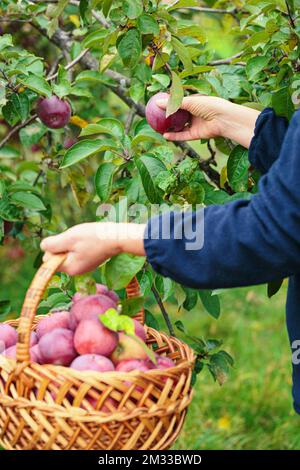 Femme tenant un panier en osier et récoltant des pommes de l'arbre fruitier Banque D'Images