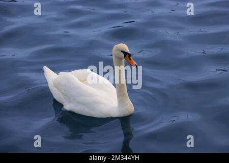 Cygne blanc à la mer Noire, Constanta, Roumanie Banque D'Images