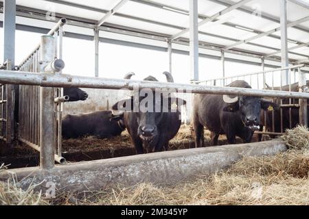 les buffles du stylo ont collé leur tête pour se faire griser. Agriculture, agriculture et élevage concept - un troupeau de buffles mangeant du foin dans un hangar de vache dans une ferme laitière. Photo de haute qualité Banque D'Images