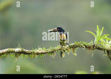 Aracari, Pteroglossus torquatus, oiseau avec grand bec. Toucan assis sur la belle branche de la forêt, Boca Tapada, Costa. Banque D'Images