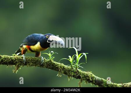 Aracari, Pteroglossus torquatus, oiseau avec grand bec. Toucan assis sur la belle branche de la forêt, Boca Tapada, Costa. Banque D'Images