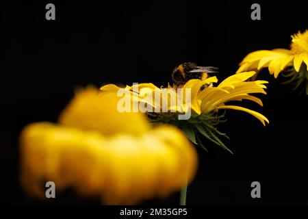 Un gros plan d'une abeille juchée sur un chrysanthème jaune sur fond noir Banque D'Images