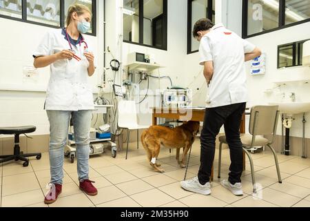 L'illustration montre l'examen d'un petit chien, à la faculté de médecine vétérinaire de l'UGent, à Gand, le lundi 09 août 2021. Il y aura un examen d'entrée pour le programme de médecine vétérinaire de l'année académique 2023-2024. Seul un nombre prédéterminé d'étudiants peut démarrer le programme d'études. Le ministre flamand de l'éducation et de la protection des animaux Weyts veut garantir la qualité de la formation. BELGA PHOTO JAMES ARTHUR GEKIERE Banque D'Images