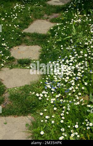 Marche, pierres, dans, jardin, pelouse, Chemin, pâquerettes, pelouse, pâquerette de pelouse, printemps, Chemin du jardin Banque D'Images
