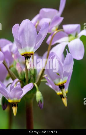 Dodecatheon clevelandii, floraison Banque D'Images