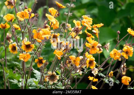 Orange, Avens, Geum 'Karlskaer', Geum coccineum Banque D'Images