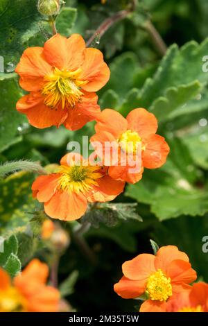 Orange, Avens, Geum 'Orange Queen', Bloom, fleur Banque D'Images