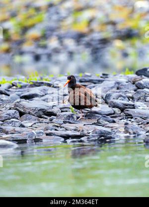 Oystercatcher noir; Haematopus bachmani; sur la plage rocheuse; bras Valdez; son Prince William; Valdez, Alaska, États-Unis Banque D'Images