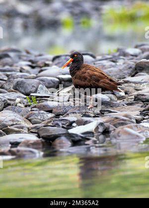 Oystercatcher noir; Haematopus bachmani; sur la plage rocheuse; bras Valdez; son Prince William; Valdez, Alaska, États-Unis Banque D'Images