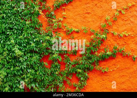 Super-réducteur de Virginie sur le mur rouge. Parthenocissus quinquefolia, connu sous le nom de vitesse rampante de Virginie, vitesse rampante de Victoria, lierre à cinq feuilles, ou cinq doigts, est une espèce Banque D'Images