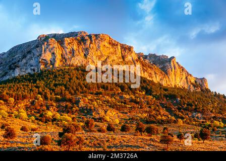 Dans les montagnes de la Sierra sur de Jaén vous trouverez des forêts méditerranéennes indigènes. Jaén, Andalousie, Espagne, Europe Banque D'Images