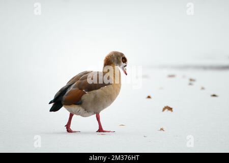 Oie égyptienne, Alopochen aegyptiaca waddles sur un étang gelé et couvert de neige, oiseaux en hiver Banque D'Images