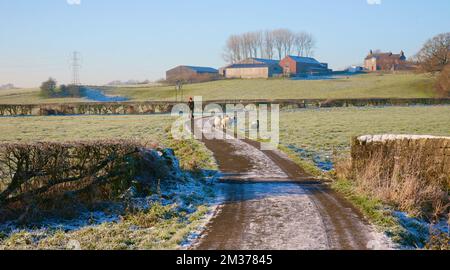 Un fermier avec son troupeau de moutons, Ribchester, Preston, Lancashire, Royaume-Uni, Europe Banque D'Images