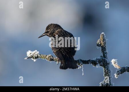 Petits oiseaux de jardin sur des branches de neige givrée. Gros plan photo de l'arrière d'une étoile avec un fond bleu flou.Lancashire Royaume-Uni Banque D'Images